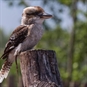 Millets Farm Centre Falconry Bird on Wood 